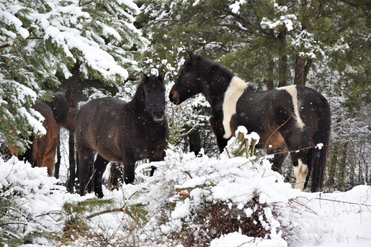 Dolina Wardynki Homestay *